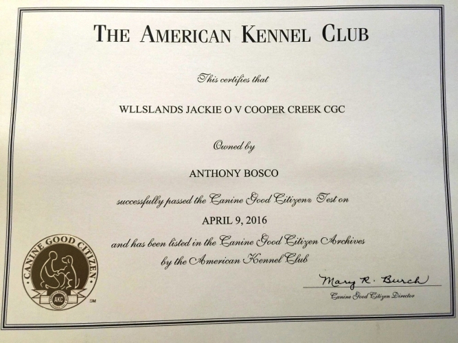 Wllslands Jackie O V Cooper Creek CGC certificate
- Click for Larger View